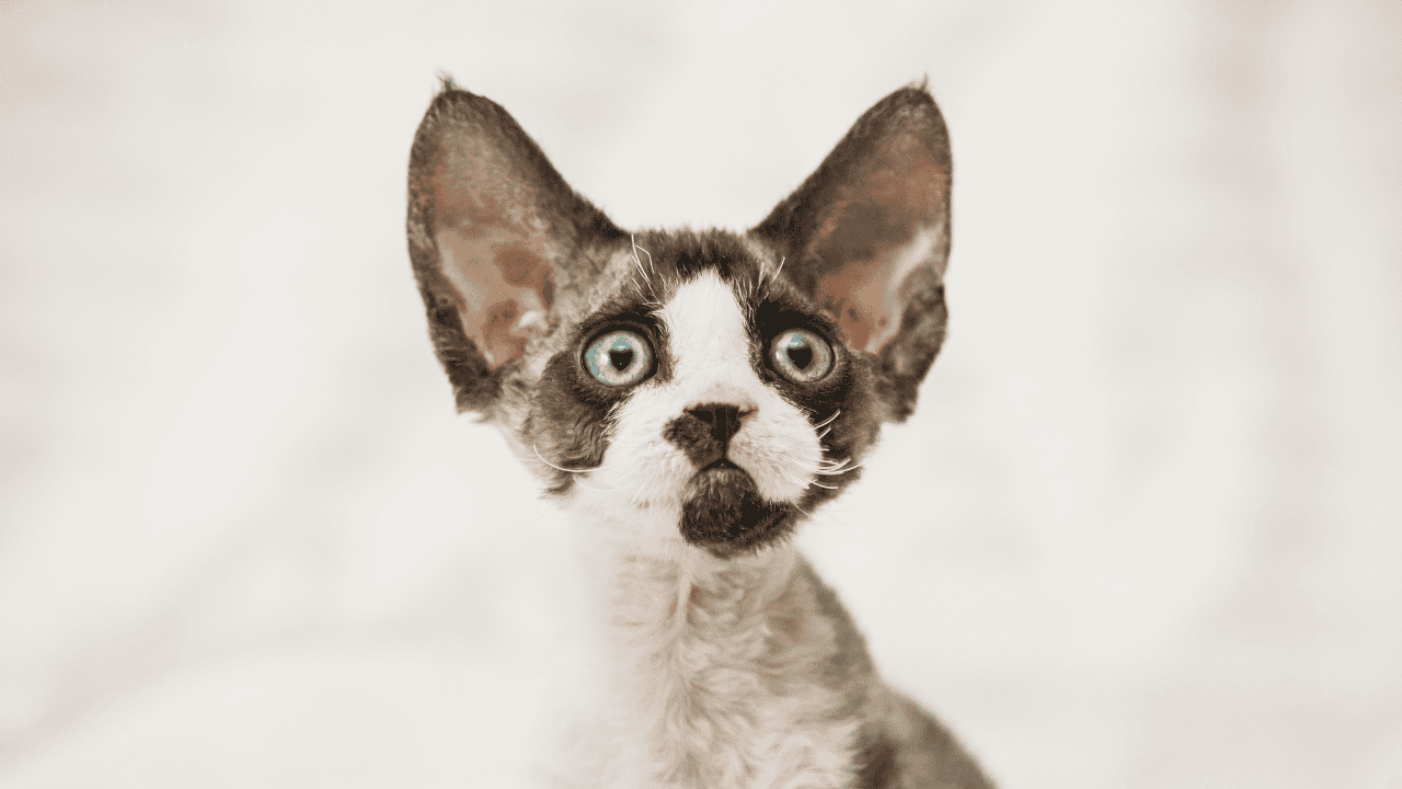 devon rex