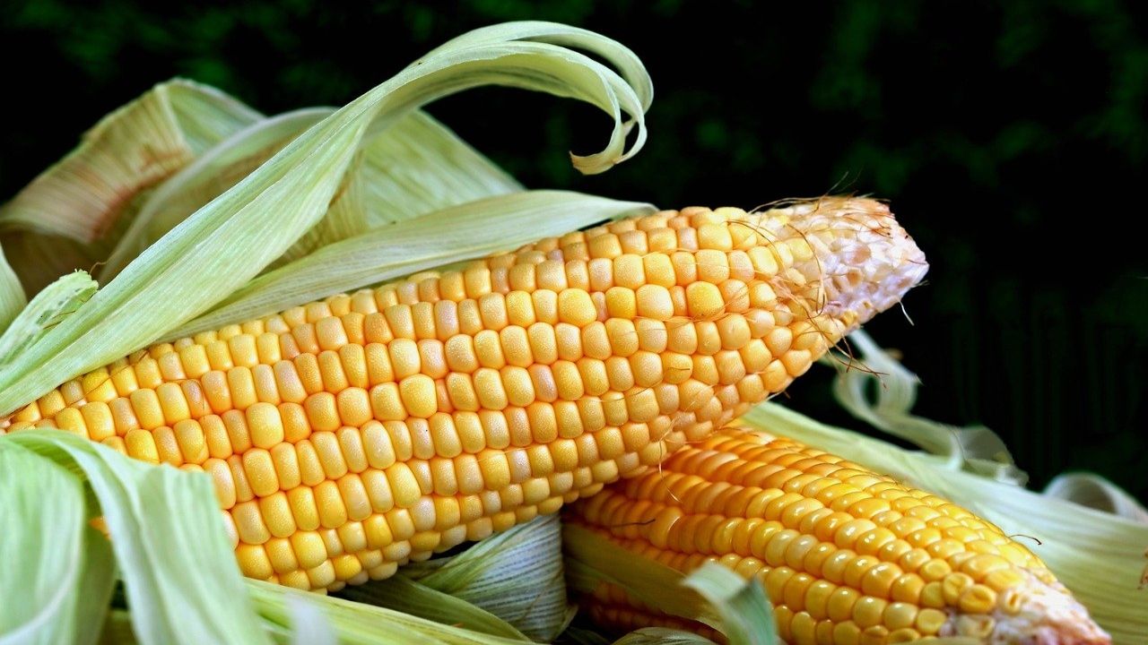 kolby kukurydzy
