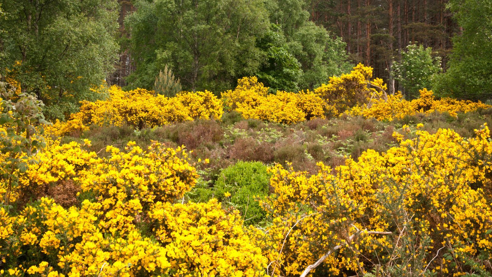 Masz tę roślinę w ogrodzie lub na działce? Polacy wciąż nie wiedzą, że jest zakazana