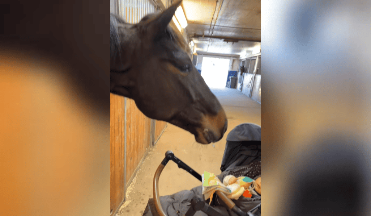koń i dziecko