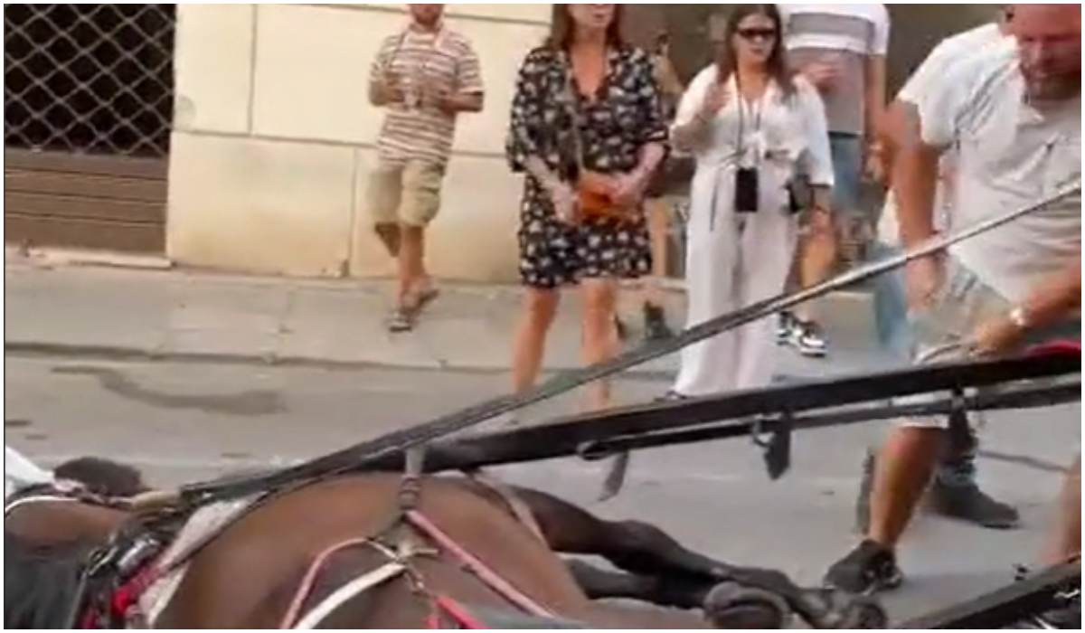 Koń padł na ziemię w centrum miasta, a woźnica chciał zagnać go dalej do roboty