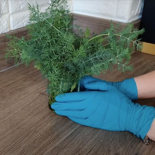 Żadne pudełko po lodach i słoik zasypany solą. Tak mrożę koperek