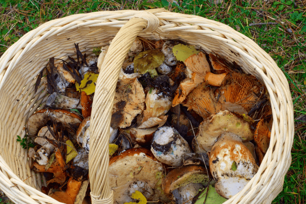koszyk wiosennych grzybów