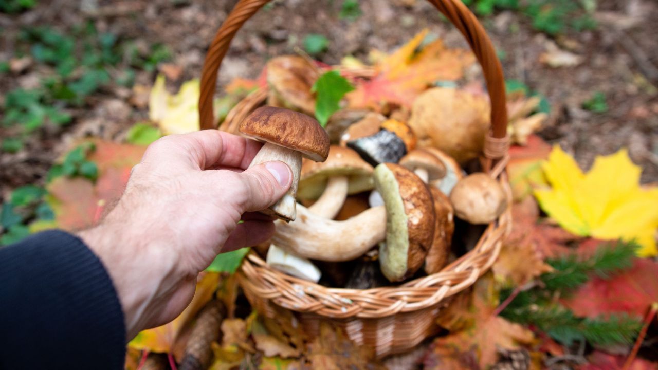 Wywożą całe bagażniki tych grzybów. Lepiej się spieszyć, sezon się kończy