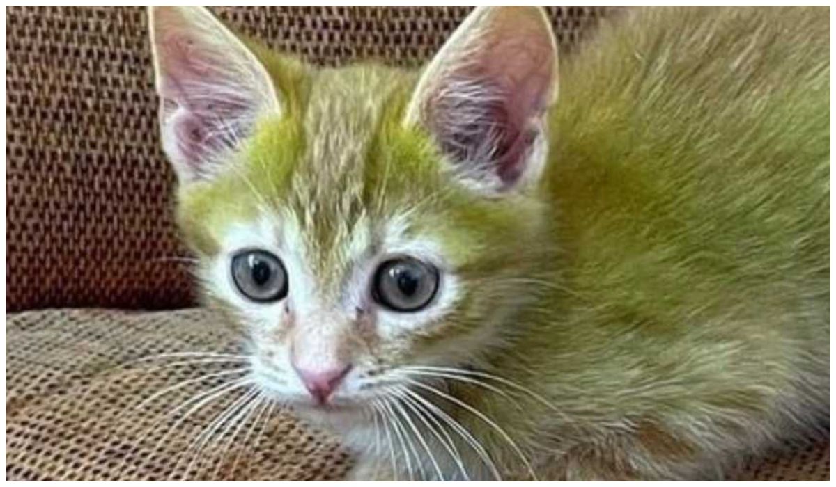Zielony kot z Białorusi robi furorę w sieci