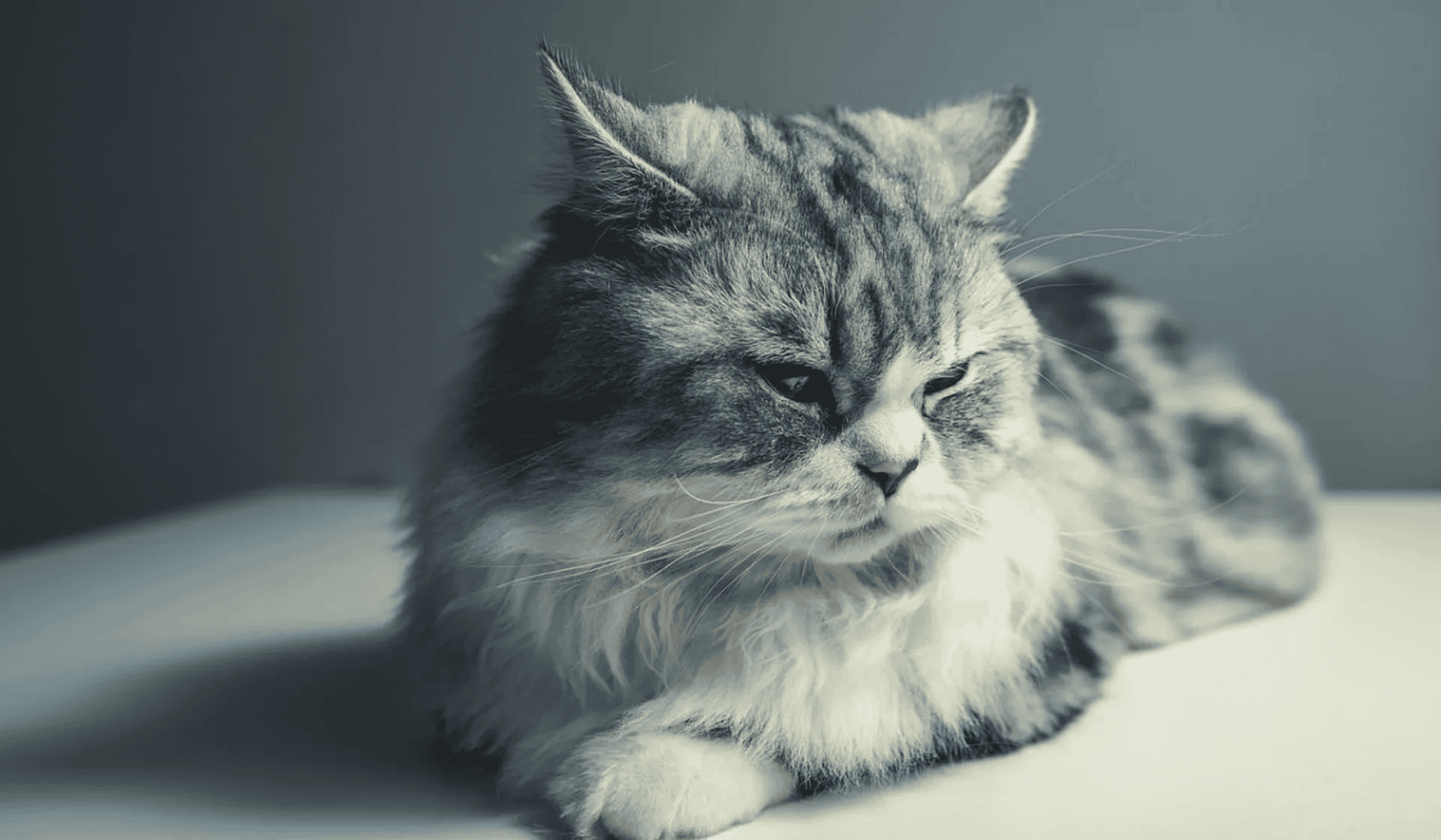 500 plus na psa i kota. Nie każdy właściciel wie, jak skorzystać