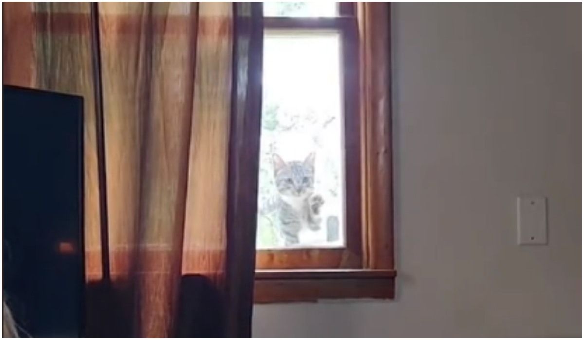 Kotka w oknie z prezentem w pysku