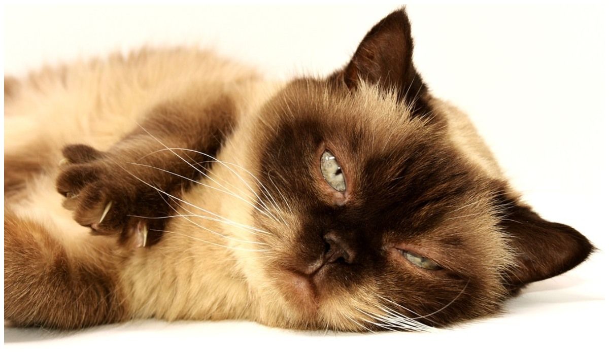 Kolor wymiocin kotów potrafi wiele powiedzieć o ich zdrowiu