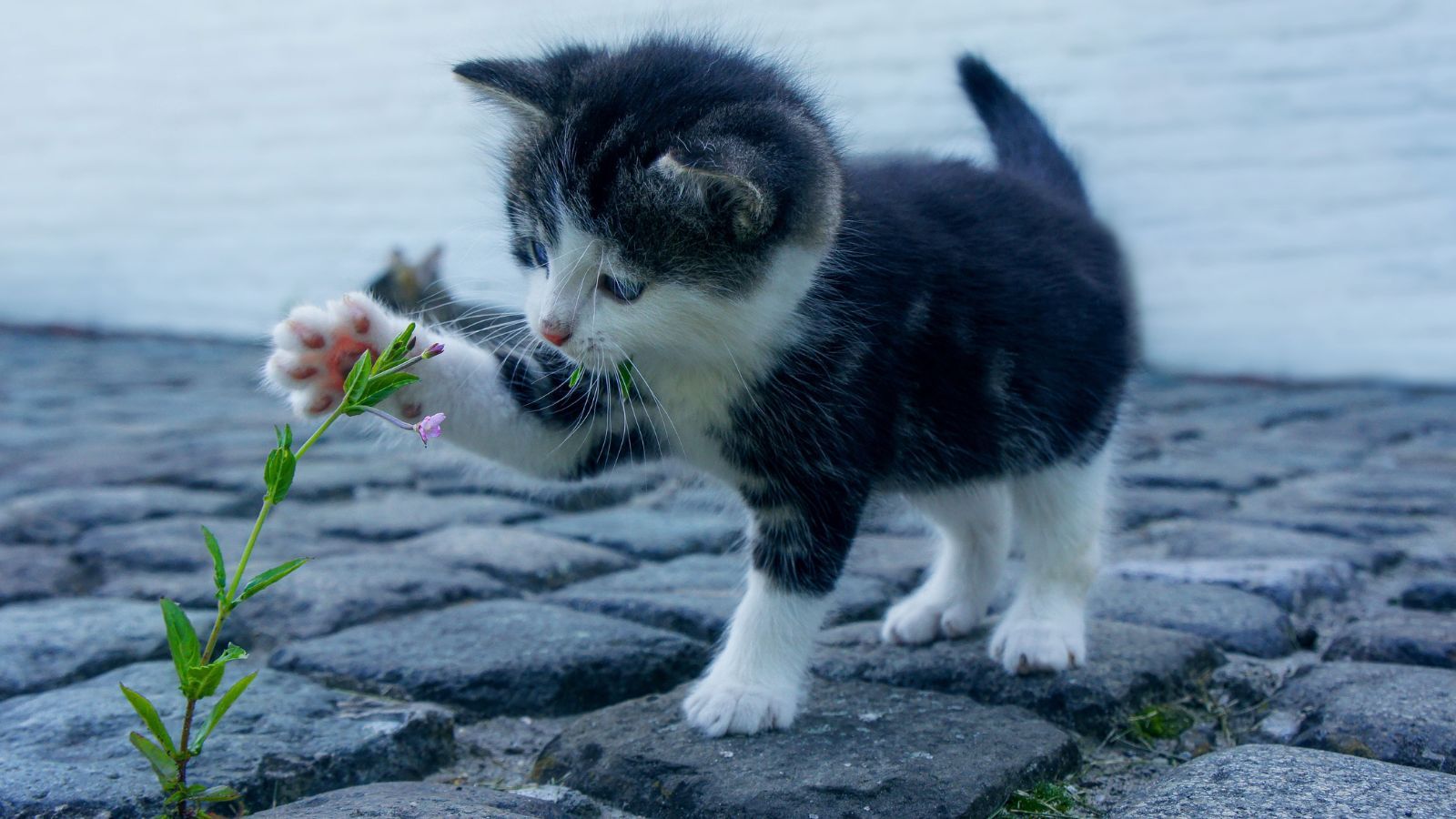 Nowe obowiązki dla właścicieli psów i kotów. Pojawią się kolejne wydatki