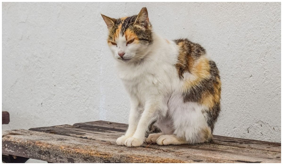 Groźna epidemia zaatakowała koty na Cyprze