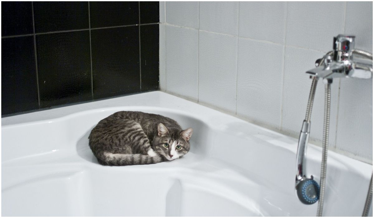 Kot uwielbia przesiadywać w łazience