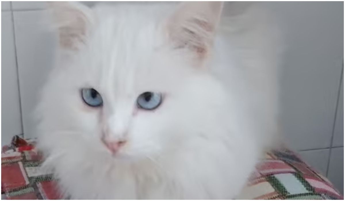 biały kot perski