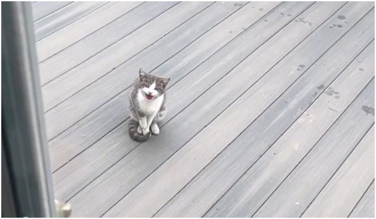 Miauczący kot na ganku