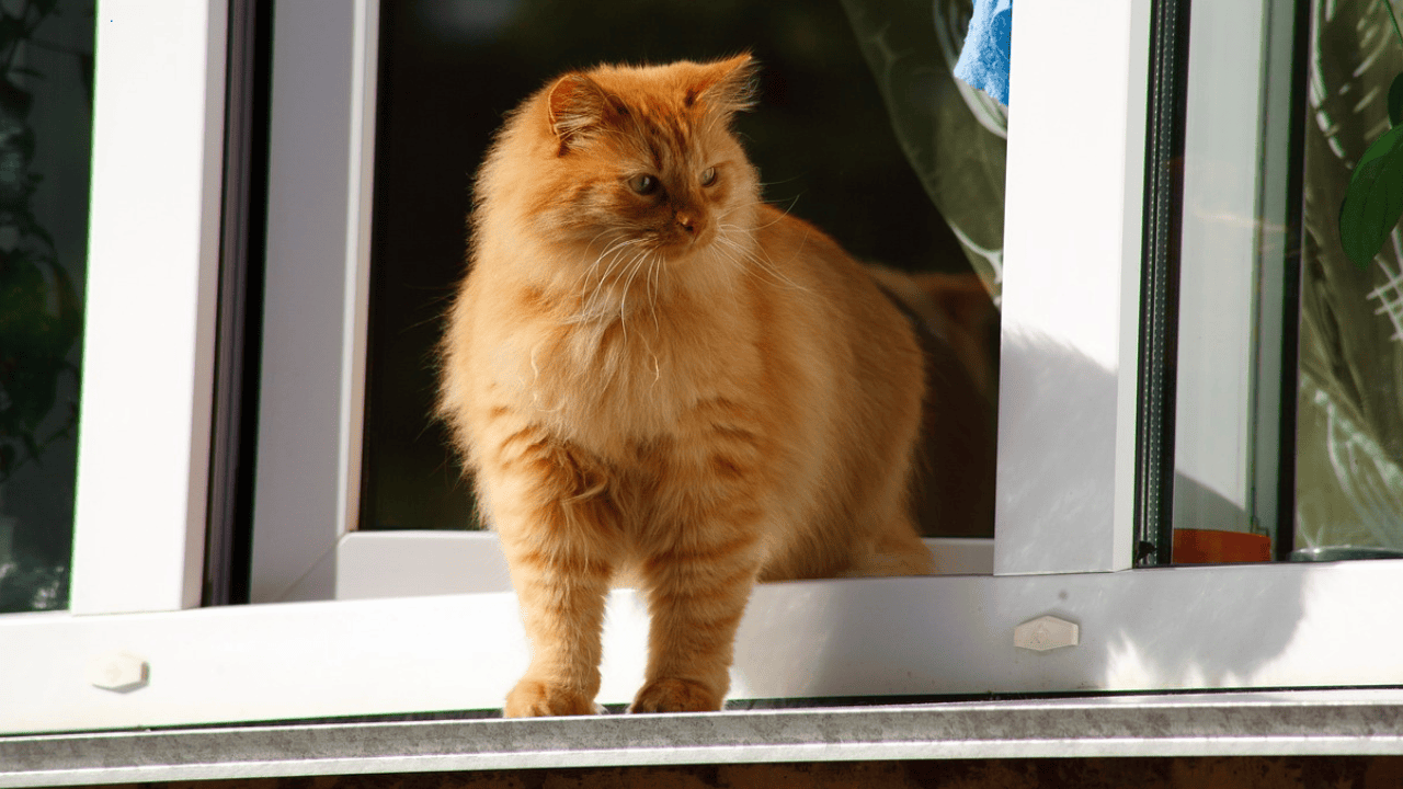 Kot na oknie