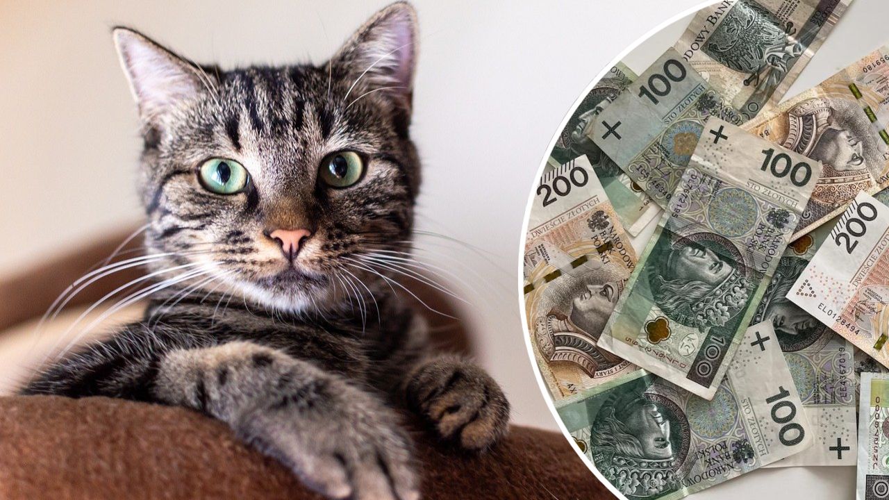 kot, pieniądze