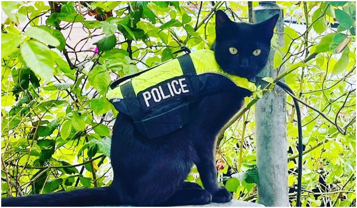 kot w policji