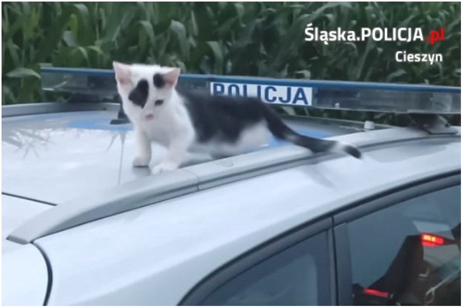 kot uratowany przez policjanta (1).jpg