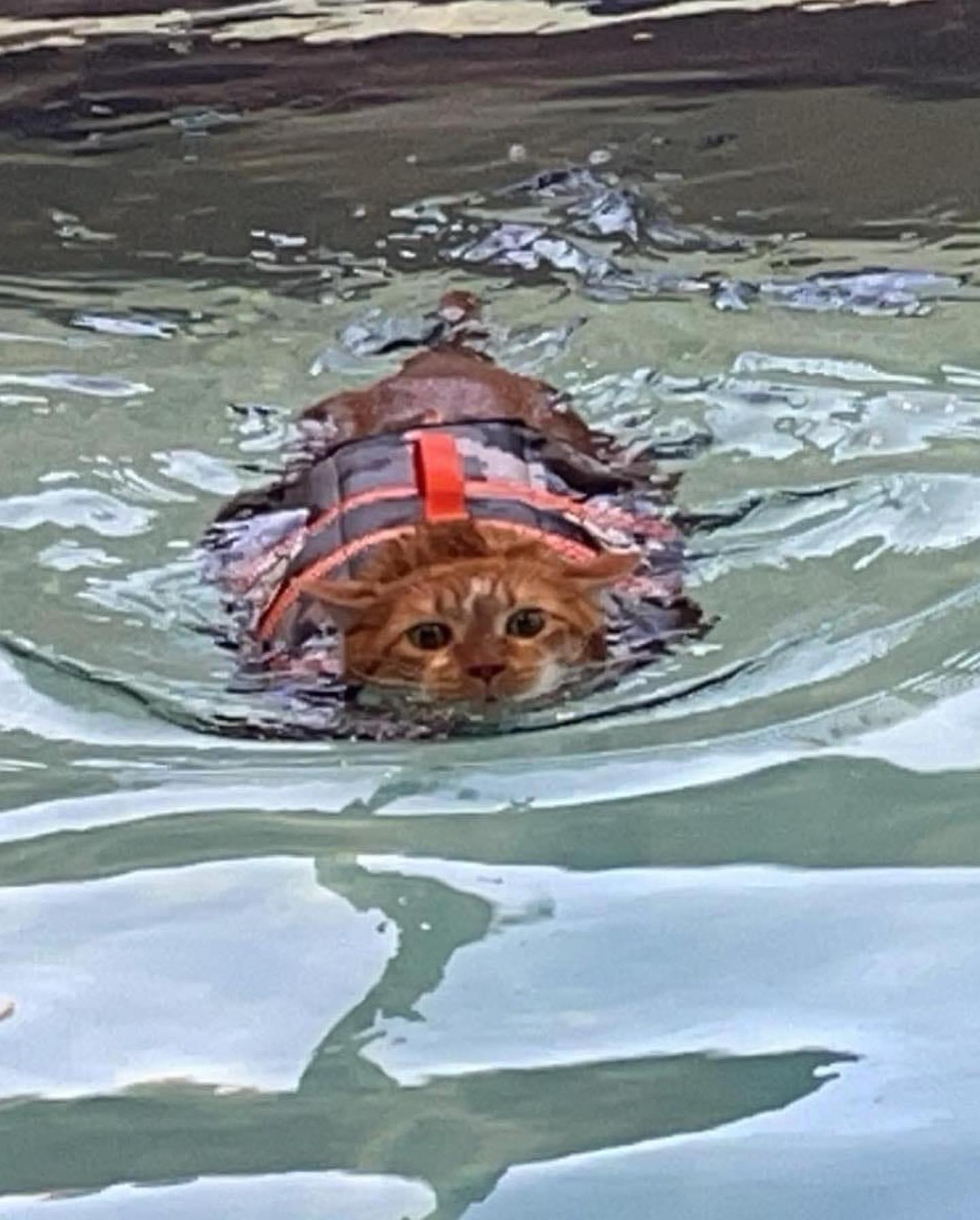 kot w basenie