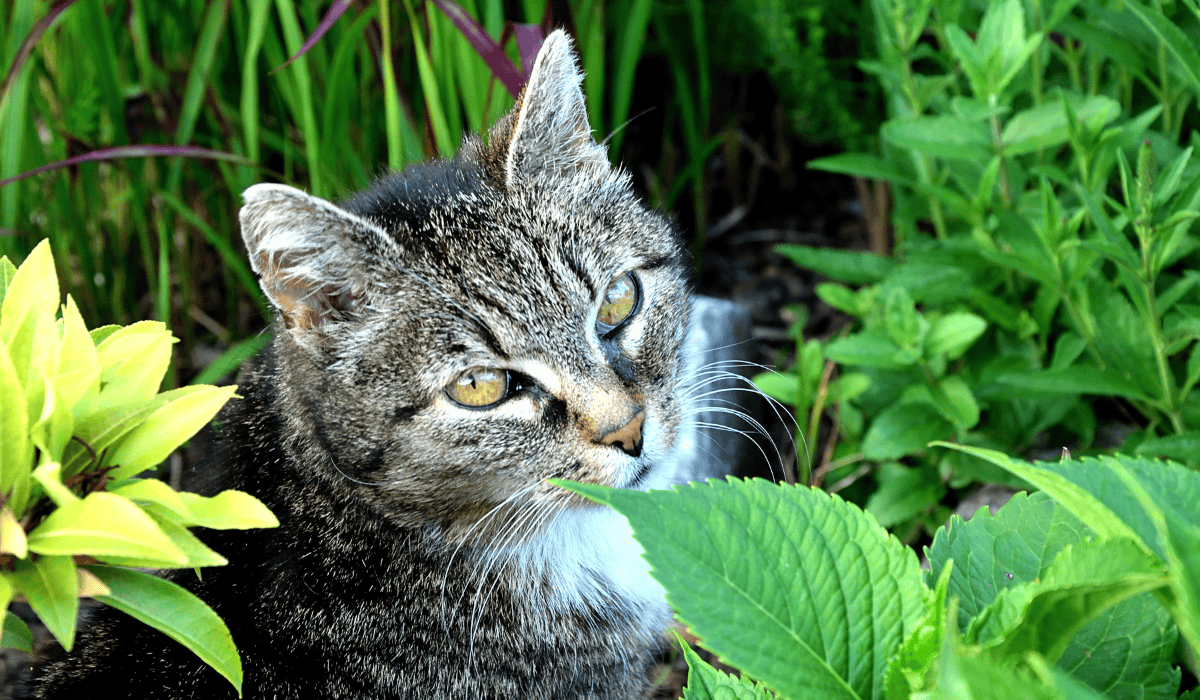 kot w ogrodzie