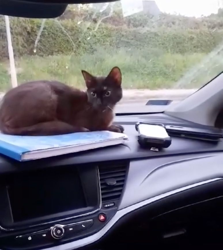 kot w radiowiozie