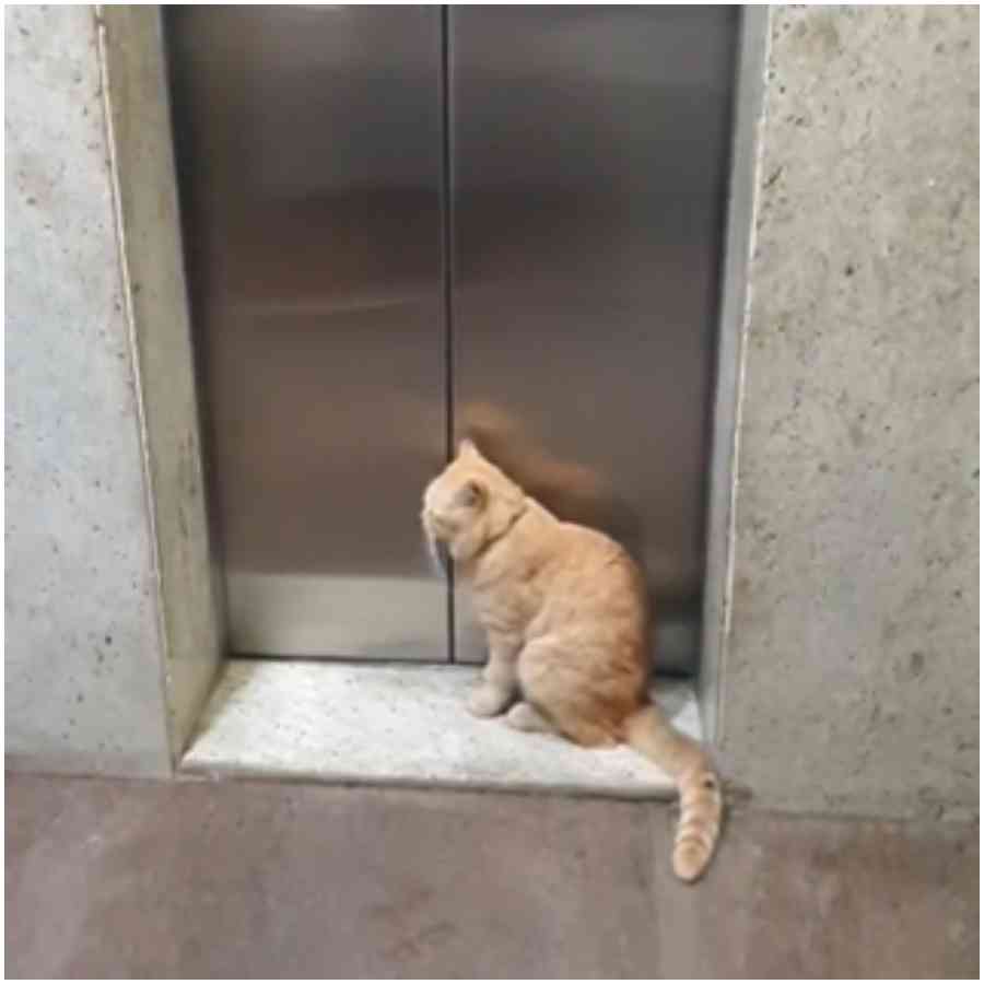 kot w windzie (1).jpg