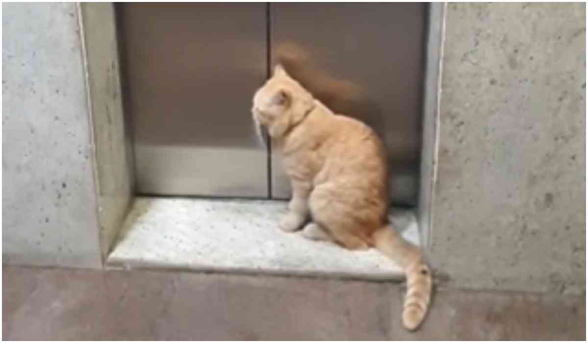 Ginger jest częściowo niewidomy, ale nie przeszkadza to kotu w jeżdżeniu windą