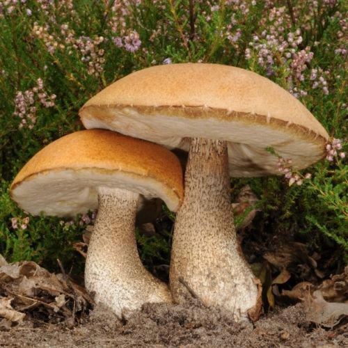 Przepis na kiszone kozaki. Biją na głowę grzyby marynowane