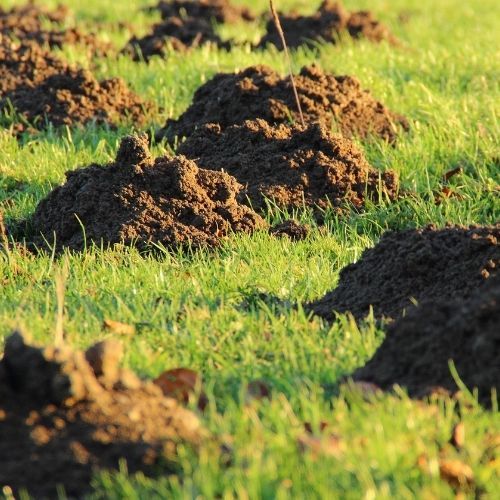 Kret nie odpuszcza nawet jesienią. Tak skutecznie go przepędzisz, trzeba jednak uważać