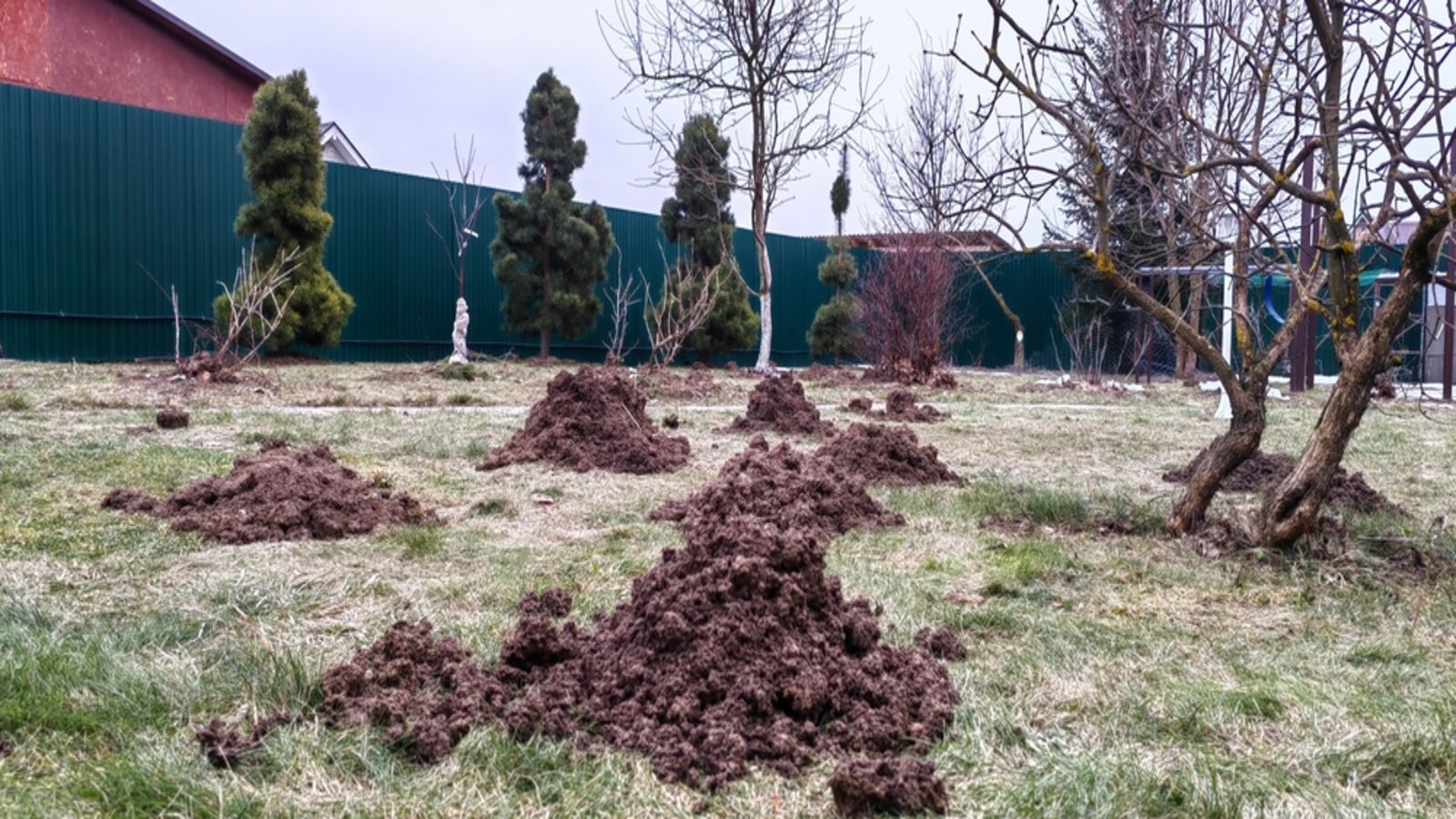 Tak pozbędziesz się kretów raz na zawsze. Czmychną z ogrodu w mgnieniu oka