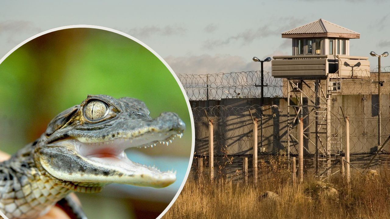 krokodyle w więzieniu