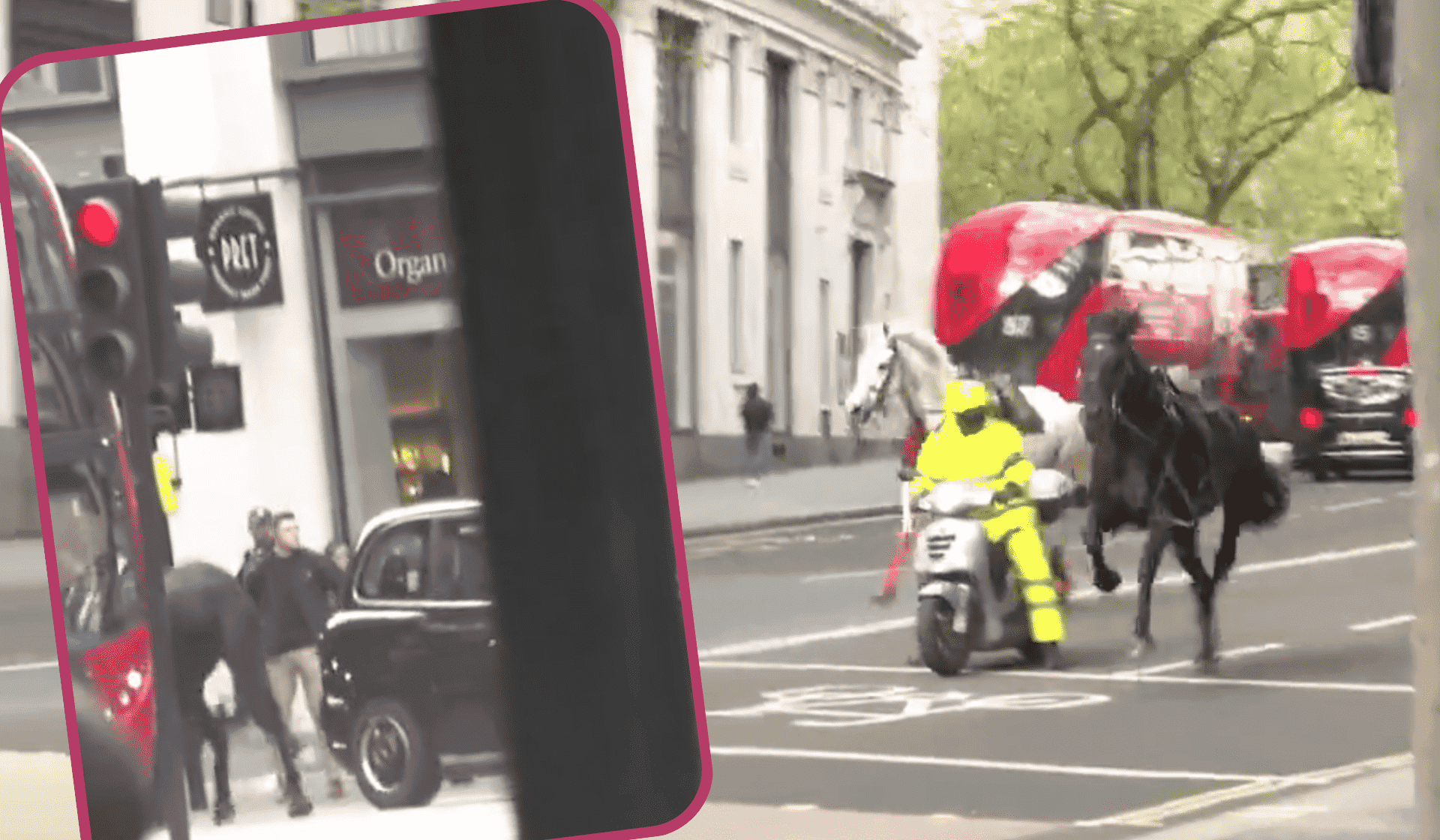 królewskie konie w centrum Londynu, wypadek, ranni, co się wydarzyło