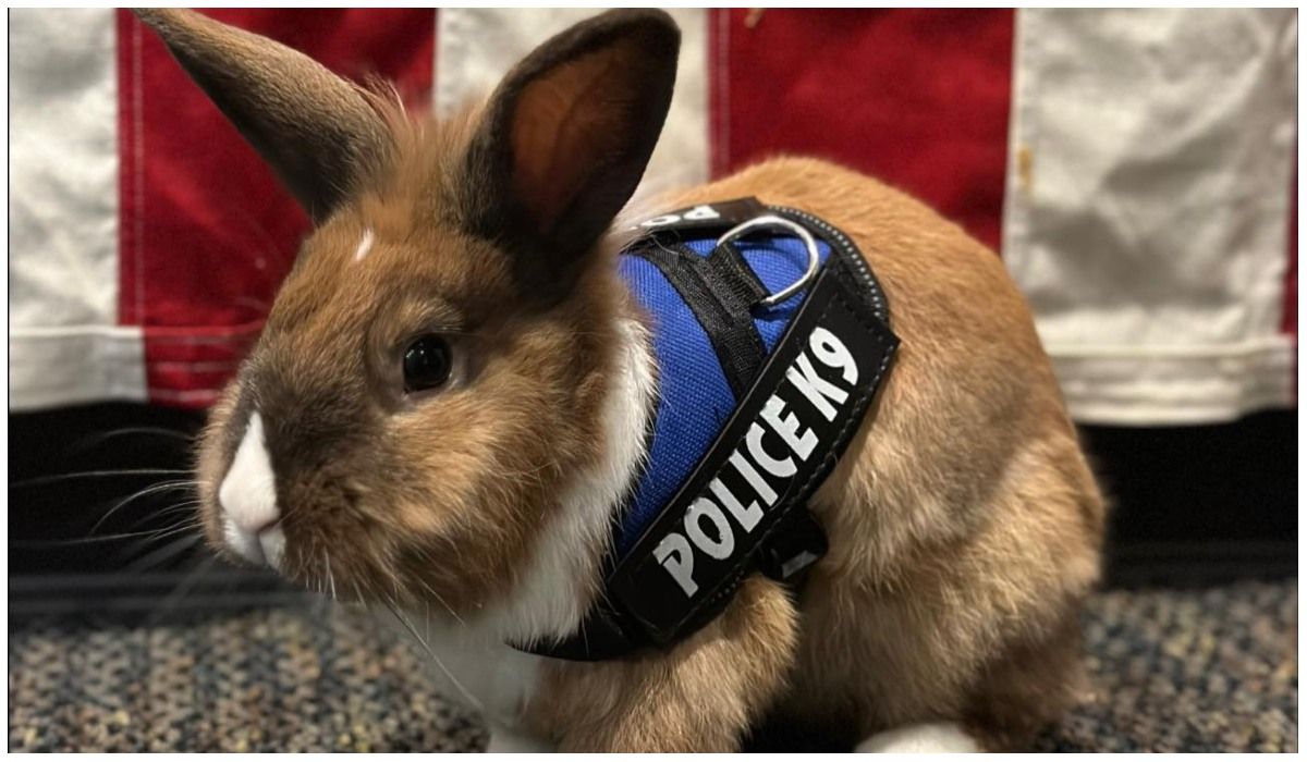 królik w policji