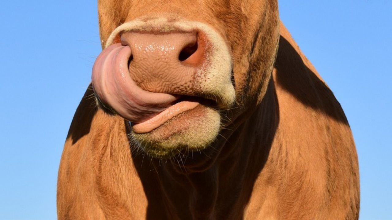 Nos zwierzęcia