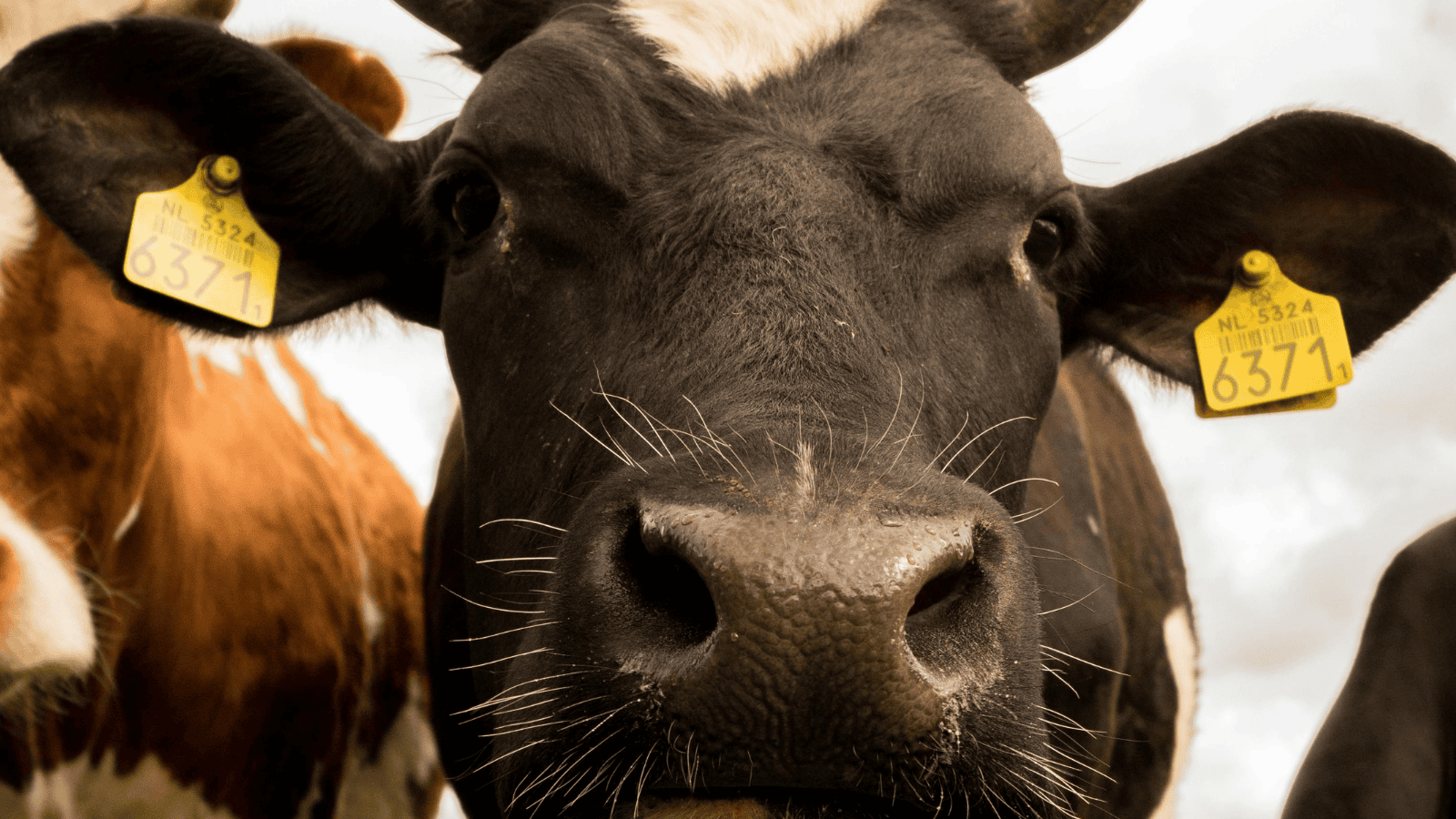 300 tysięcy złotych na start. Rewolucja w premiach dla młodych hodowców