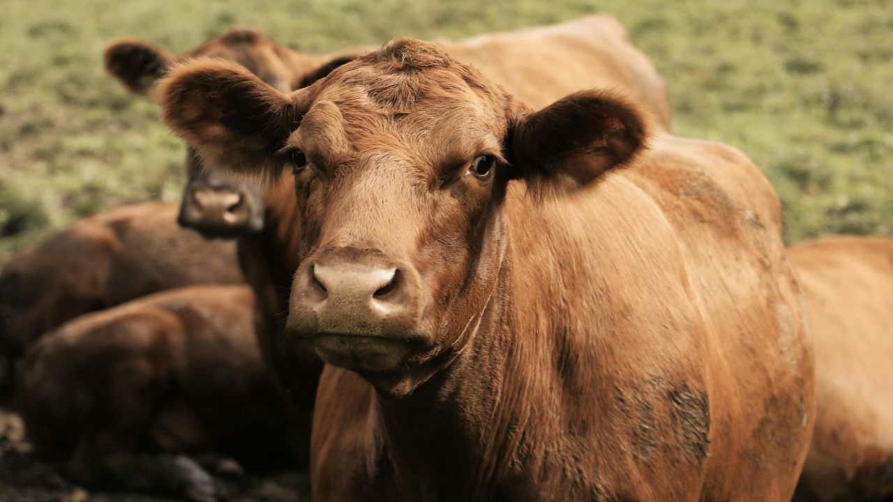 Groźna choroba zalewa Polskę. Nowe ogniska już potwierdzone