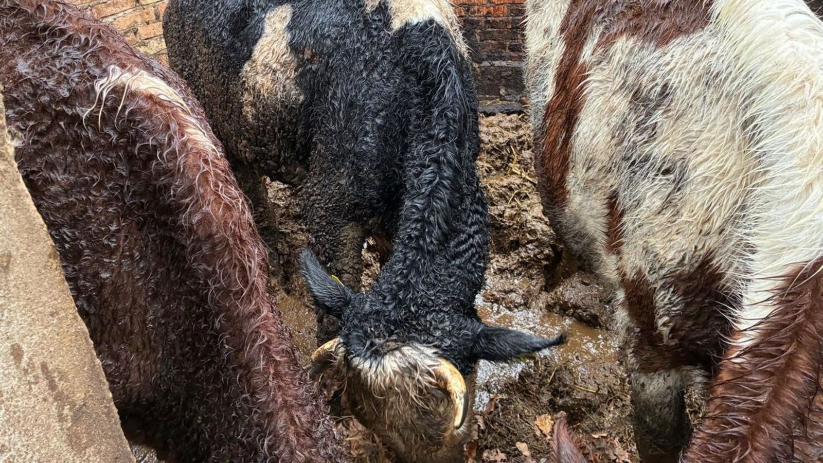 50-latek z zarzutami. Przerażające, w jakich warunkach hodował krowy