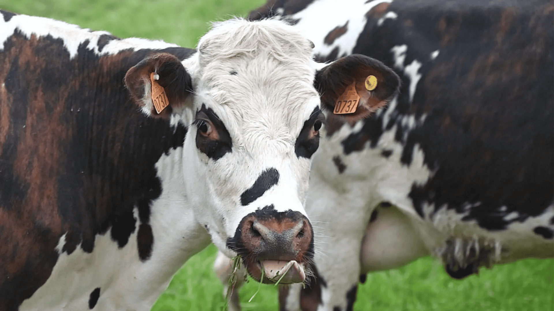 Dramat w gospodarstwie, rolnik zginął w oborze. Dzień później policja znalazła kolejne ciało