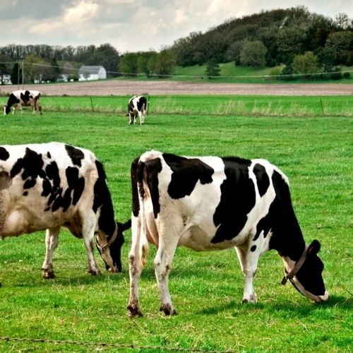 Oszukiwali "na krowę mleczną", wyłudzili ponad 8 mln złotych. Przekręt na całą Polskę