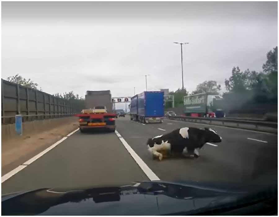 krowy na autostradzie (2).jpg