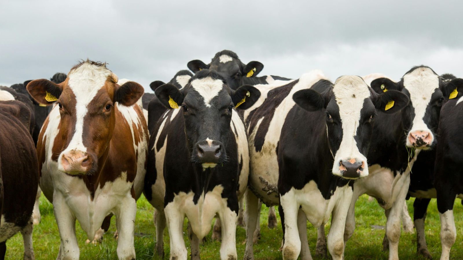 Nawet 10 tys. zł nie tylko za opiekę nad zwierzętami. Wiosną pilnie poszukiwani pracownicy na wsi
