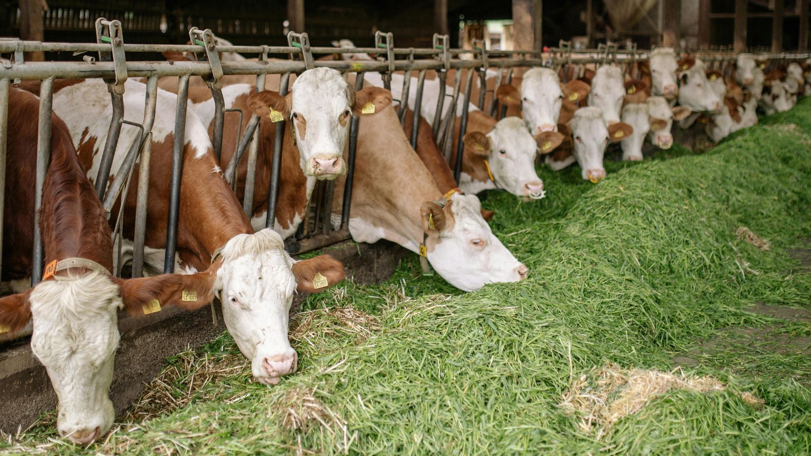 Gang złodziei bydła na Podlasiu. Zwierzęta znikają pod osłoną nocy, wkroczyła policja