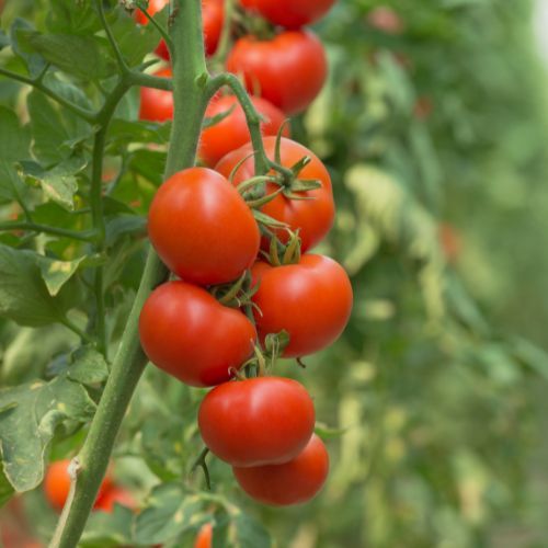 krzak pomidora.jpg