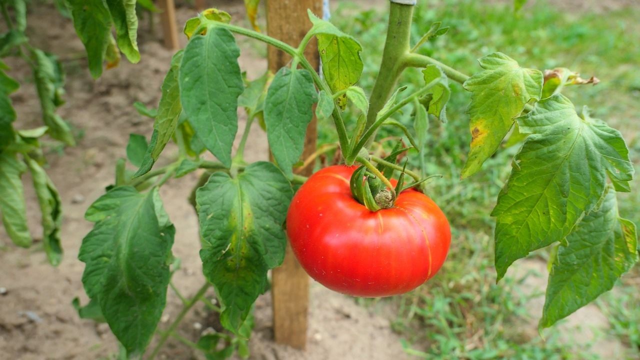 krzak pomidora
