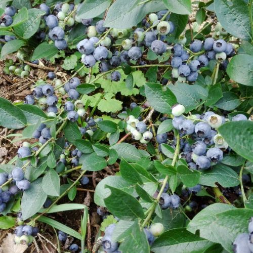 Najważniejszy zabieg w czerwcu. Borówka będzie uginać się od owoców