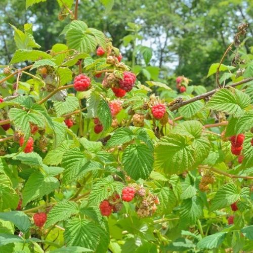 Wzmocnij maliny przed zimą. W przyszłym roku owoców będzie mnóstwo