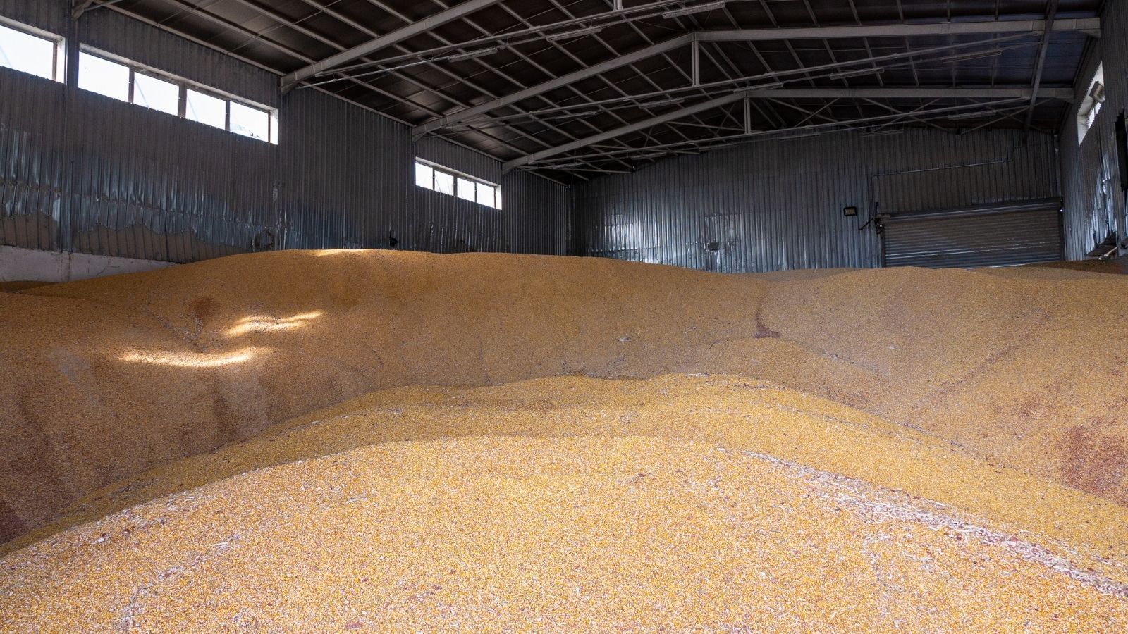 Ceny zbóż w skupach. Rolnicy czujnie śledzą aktualne stawki, prognozują jeden kierunek