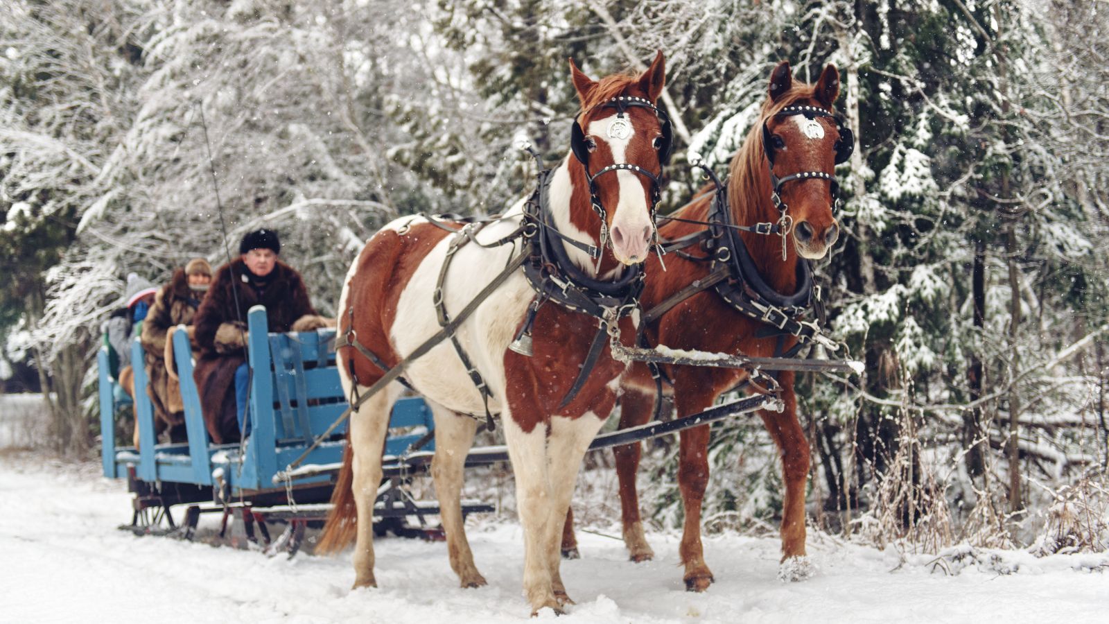 Tragiczny finał kuligu. Traktor najechał na sanki, lądował śmigłowiec LPR