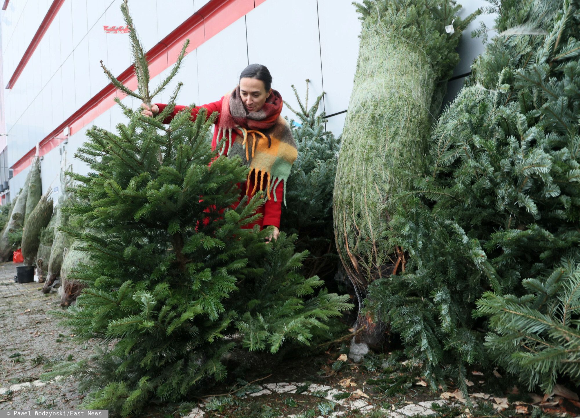 Tanie choinki w dyskontach w całej Polsce. Ucieszą się nie tylko klienci Lidla i Biedronki