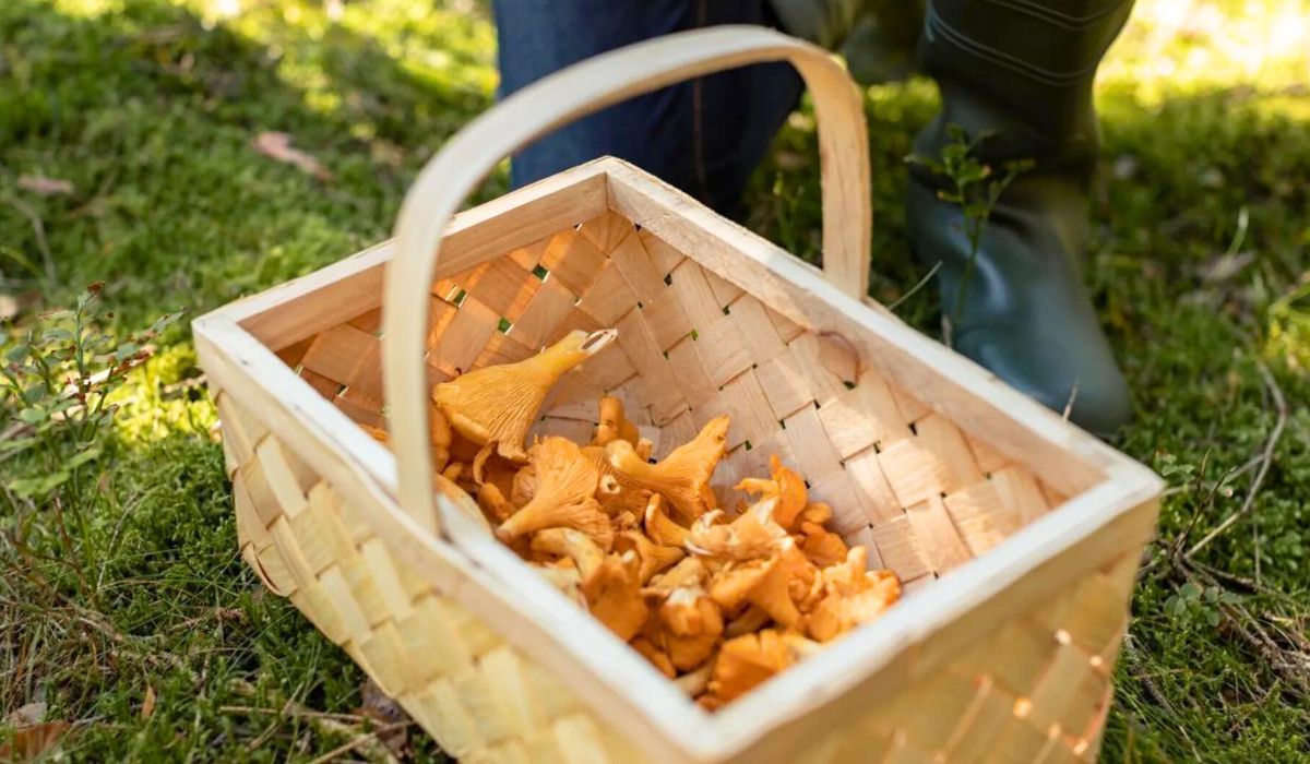 Grzybiarzu, uważaj. Za zbieranie grzybów możesz dostać mandat