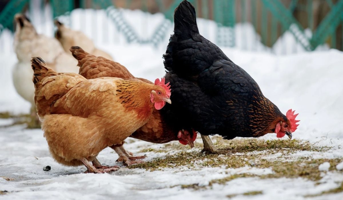 Żaden rolnik nie zapomina o tym zabiegach w grudniu. Raz odpuścisz i będziesz żałować całą zimę